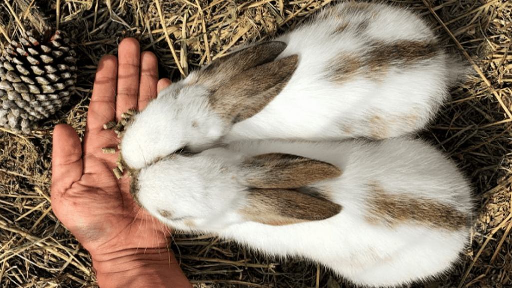 social needs rabbits