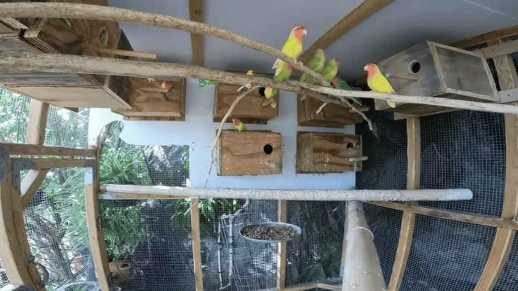 socialization lovebirds