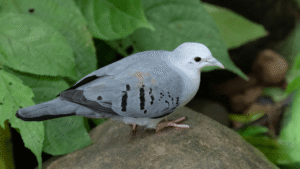 Blue Ground Dove