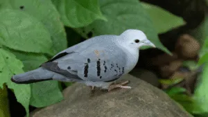 Blue Ground Dove