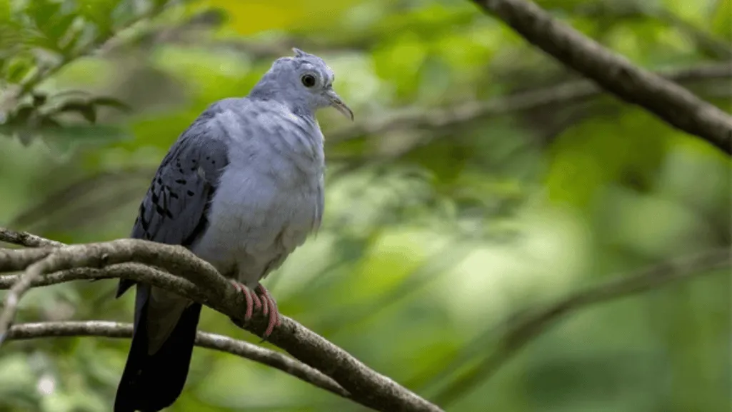 Blue Ground Dove behavior