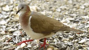 Caribbean Dove