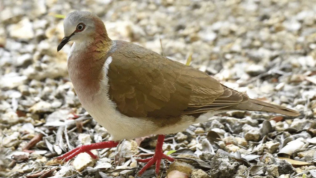 Caribbean Dove