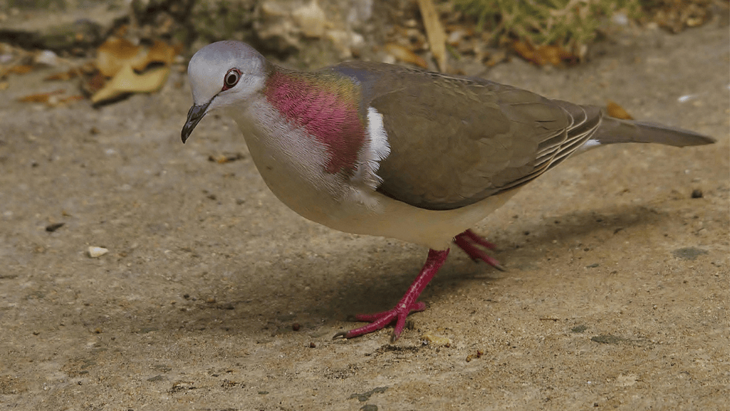 Characteristics of the Caribbean Dove Species