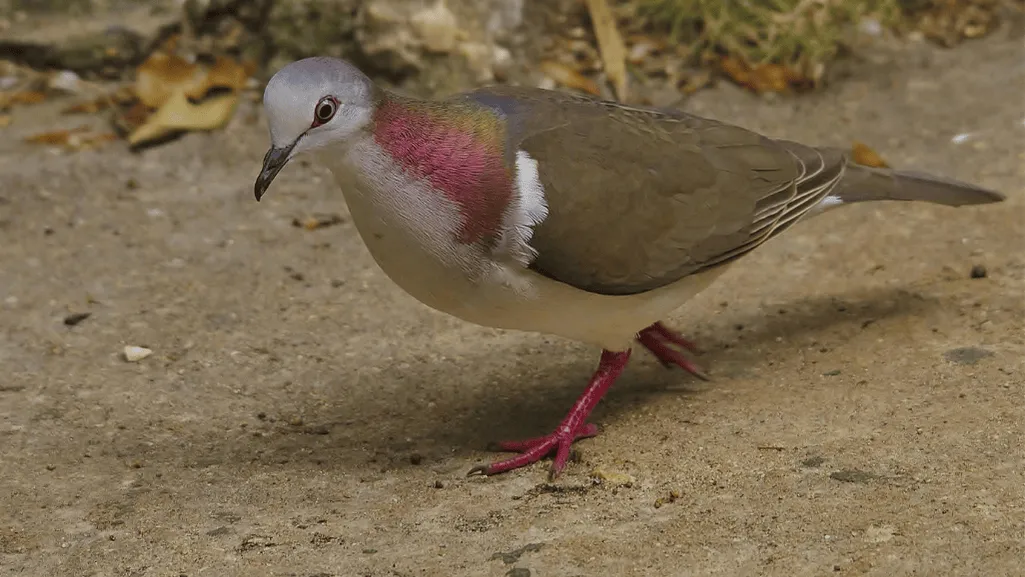 Characteristics of the Caribbean Dove Species