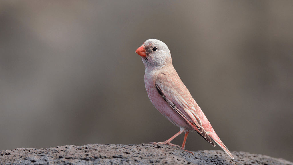 Conservation Efforts for Trumpeter Finches