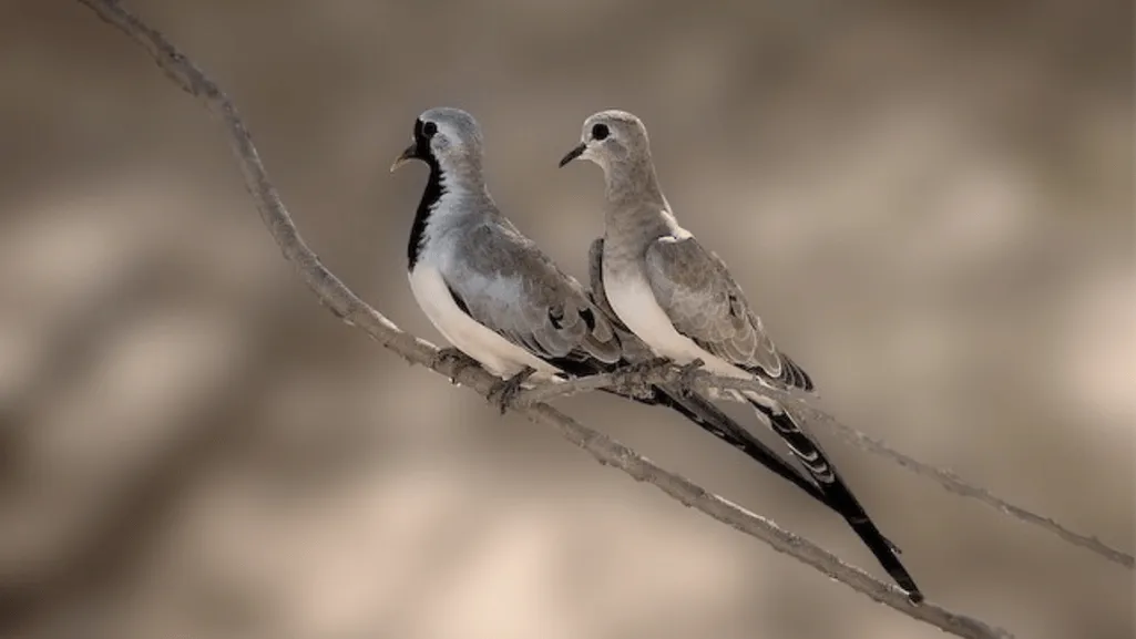 Delving into the Namaqua Dove Conservation Status