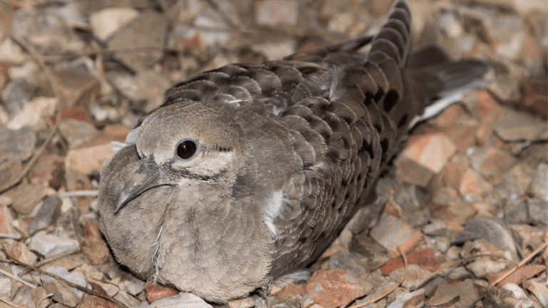 Dove Fledglings