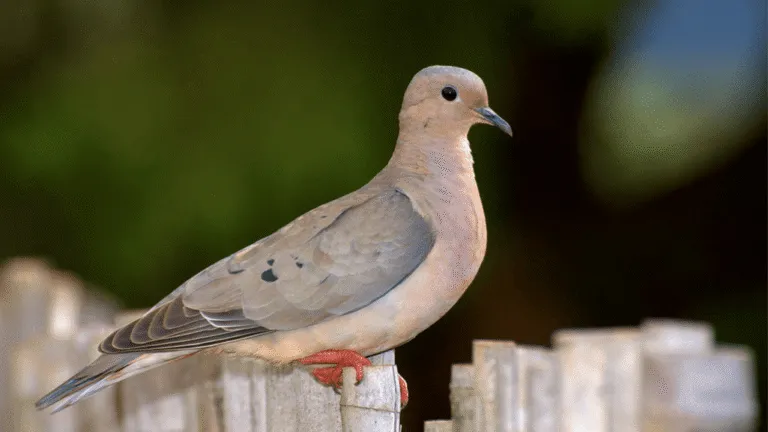 Eared Dove