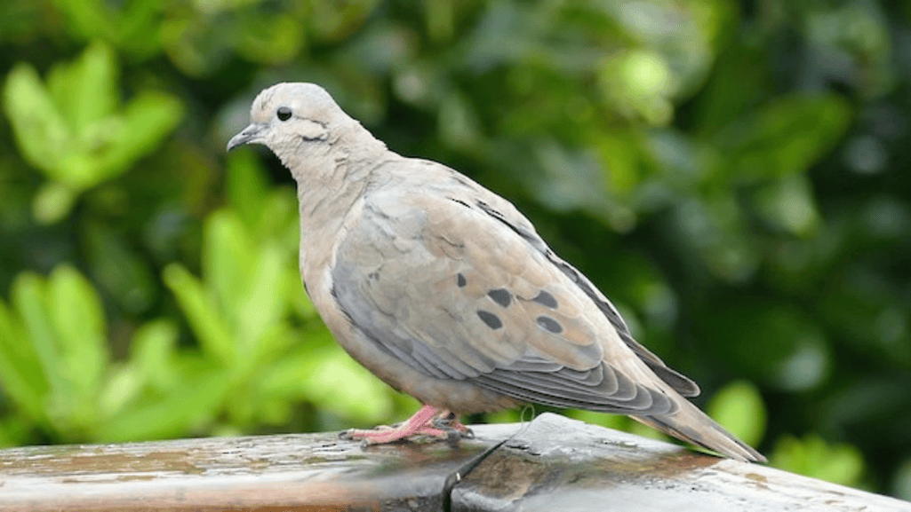 Eared Dove Reproduction and Mating Rituals
