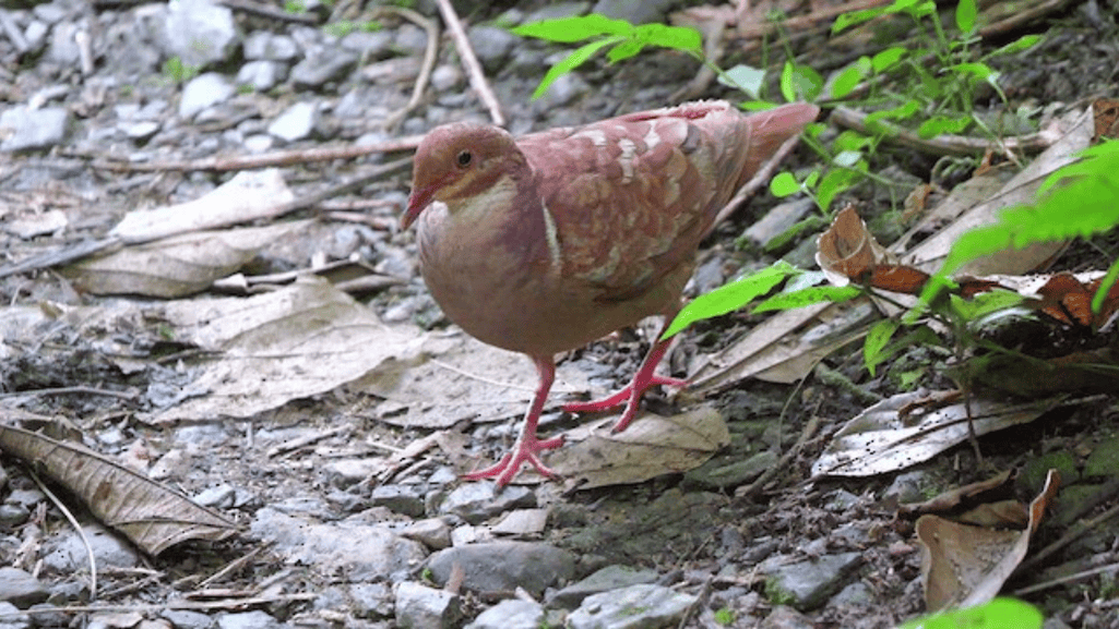 Efforts to Protect the Ruddy Quail-Dove