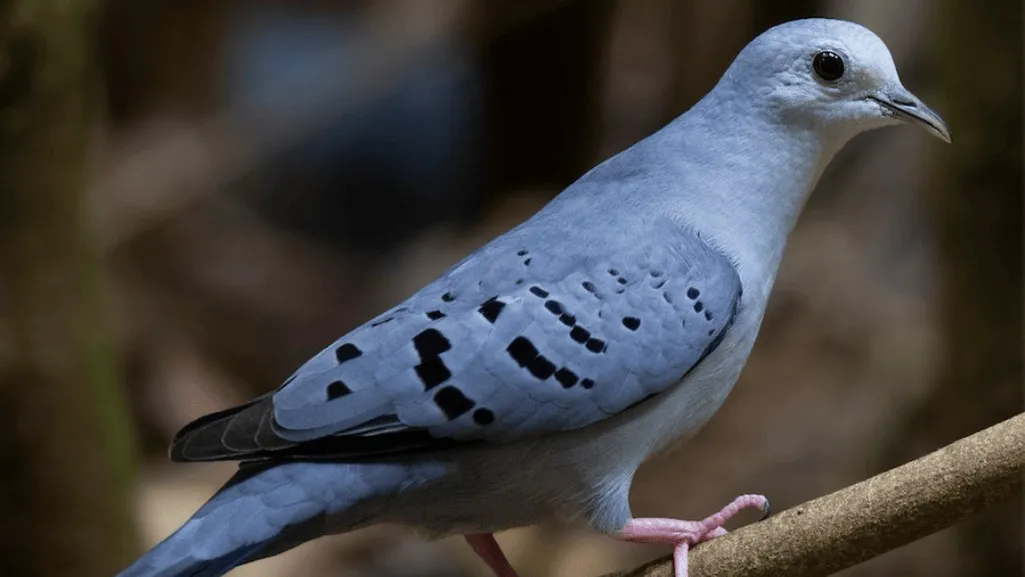 Factor Impact on Blue Ground Dove