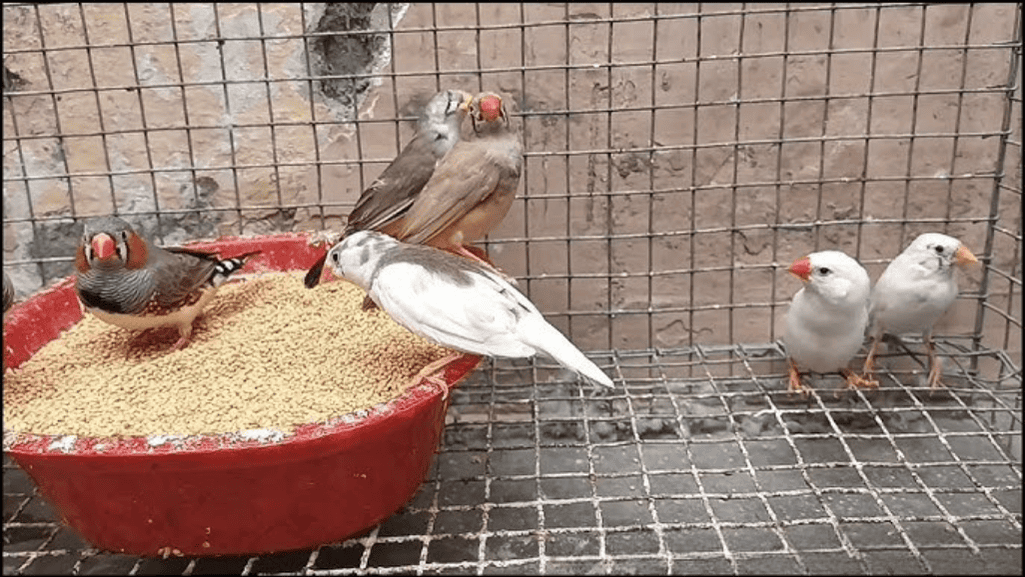Finch Feeding Habits and Diet