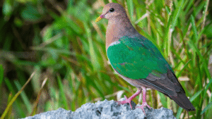 Green-winged Dove