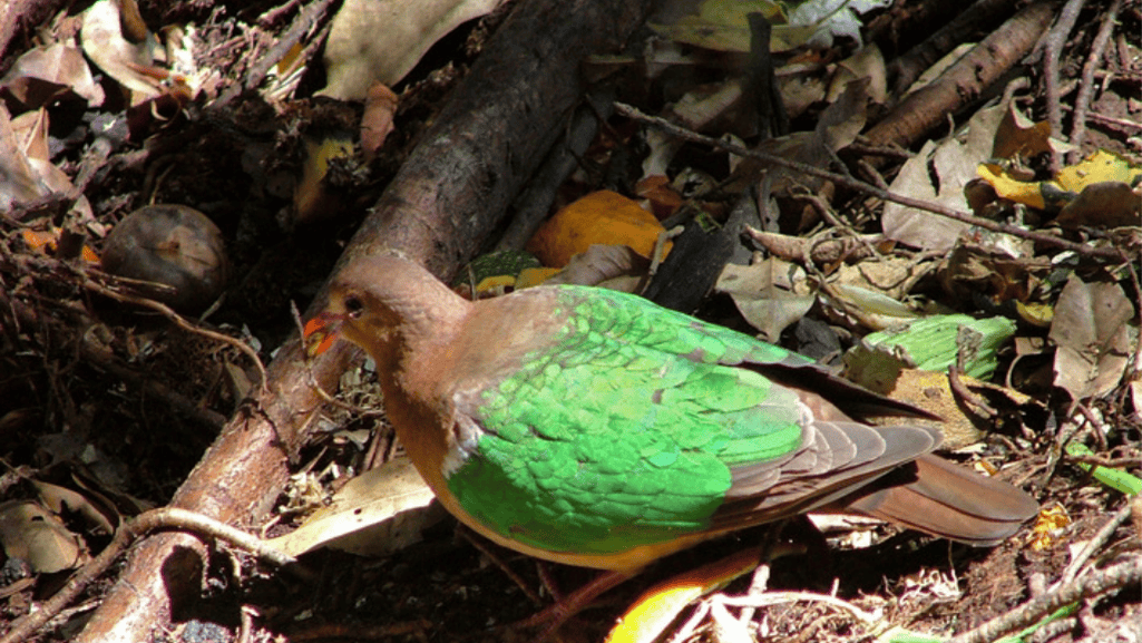 Green-winged Dove Conservation Efforts