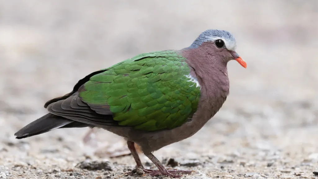 Green-winged Dove Habitats Across the World
