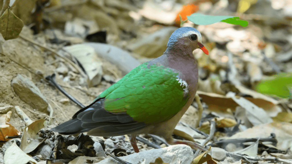 Green-winged Dove in natural habitat