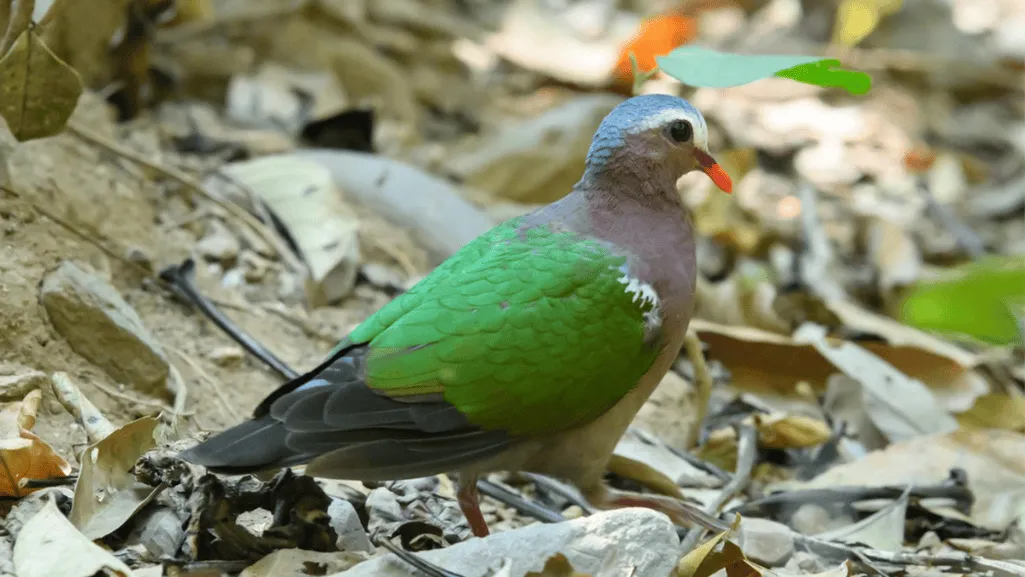 Green-winged Dove in natural habitat