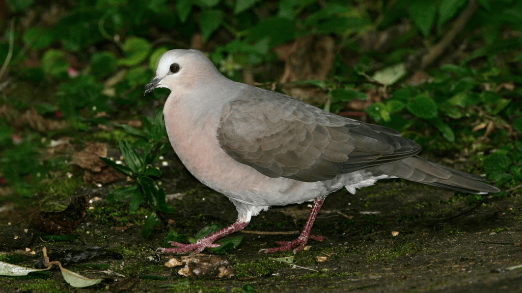 Grey-fronted Dove Identification