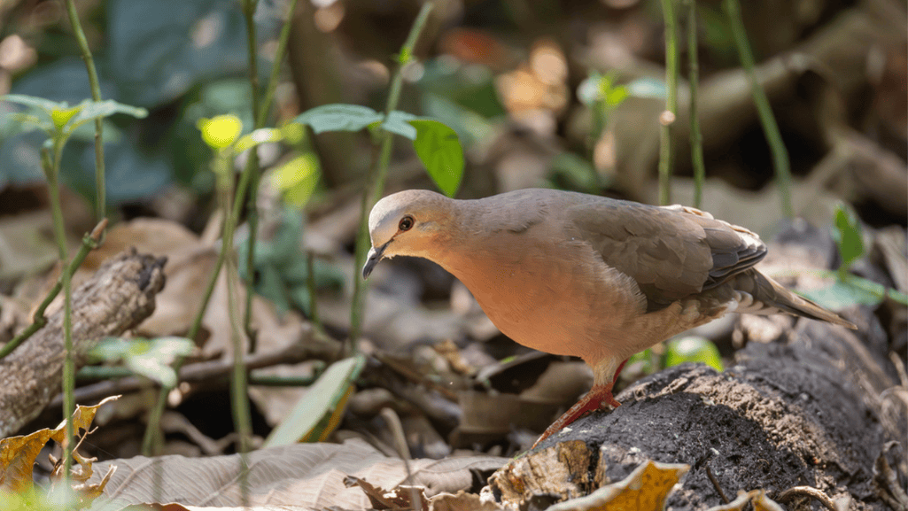 Grey-fronted Dove in natural habitat