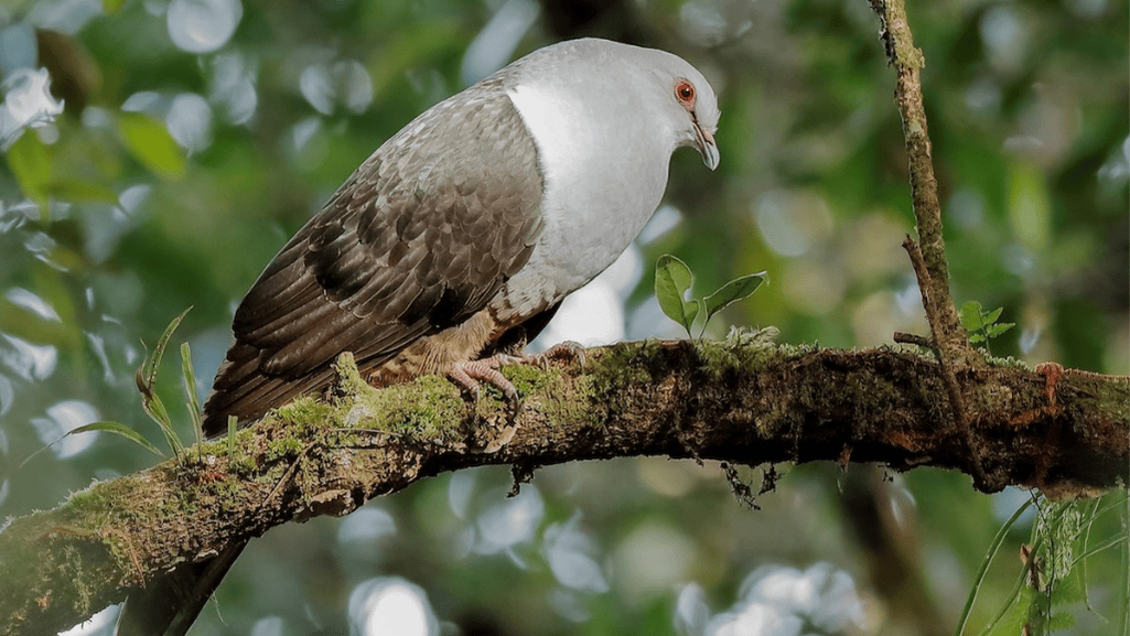 Introducing the Sombre Pigeon