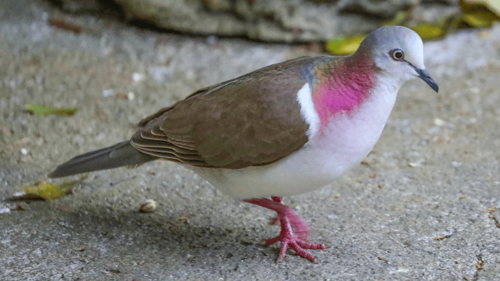 Introduction to the Caribbean Dove