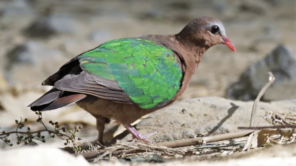 Introduction to the Green-winged Dove