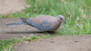 Laughing Dove