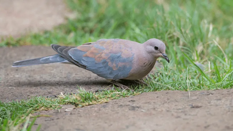 Laughing Dove
