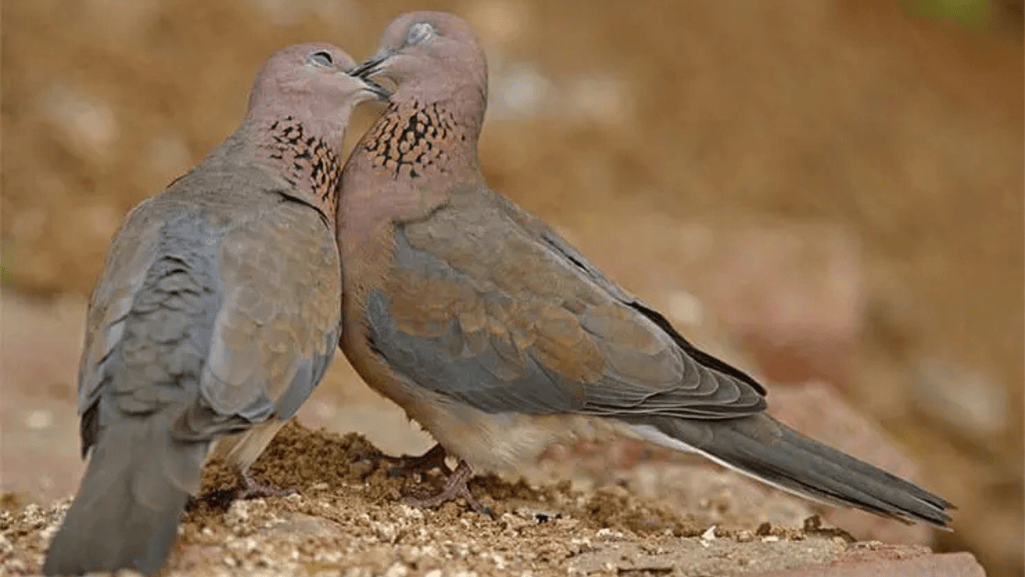 Laughing Dove