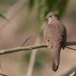 Long-tailed Ground Dove