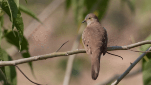 Long-tailed Ground Dove