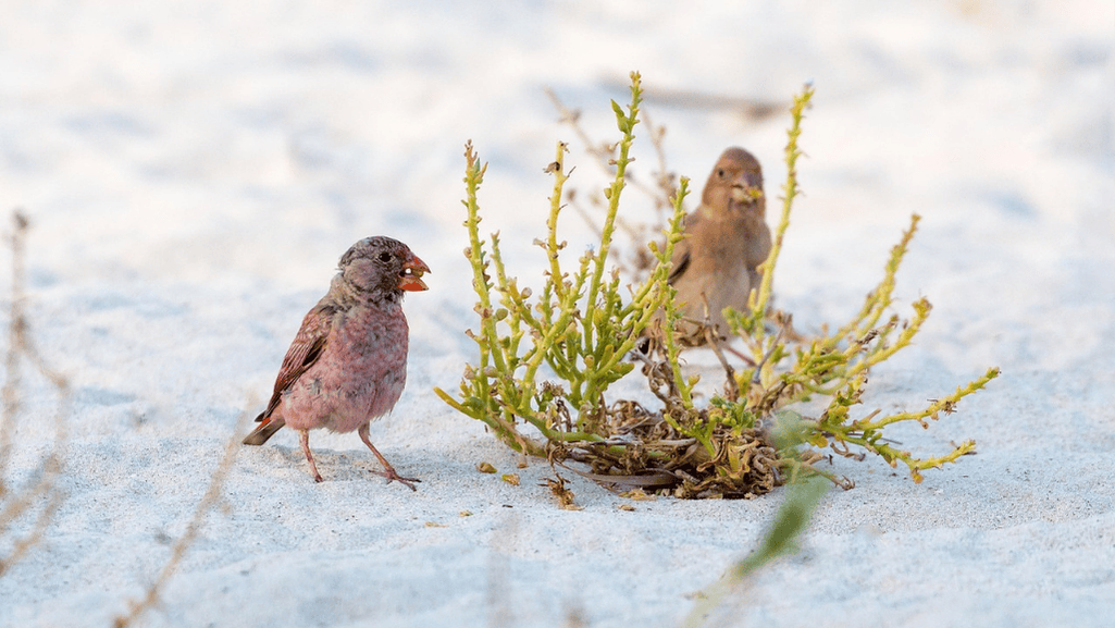 Migration Patterns of Trumpeter Finches