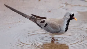 Namaqua Dove