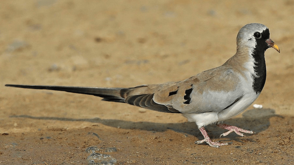 Namaqua Dove Habitat