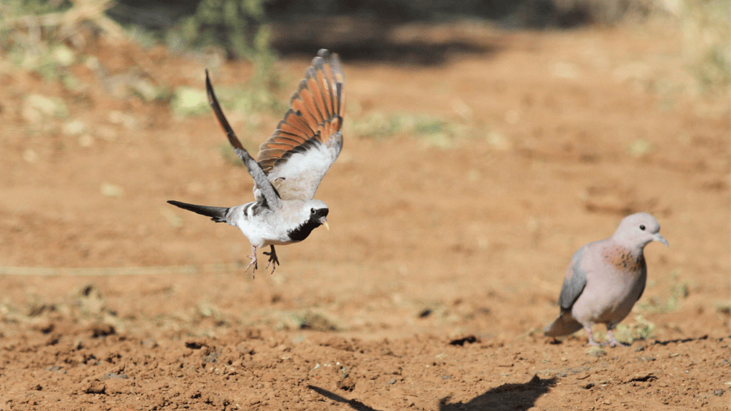 Namaqua Dove in flight