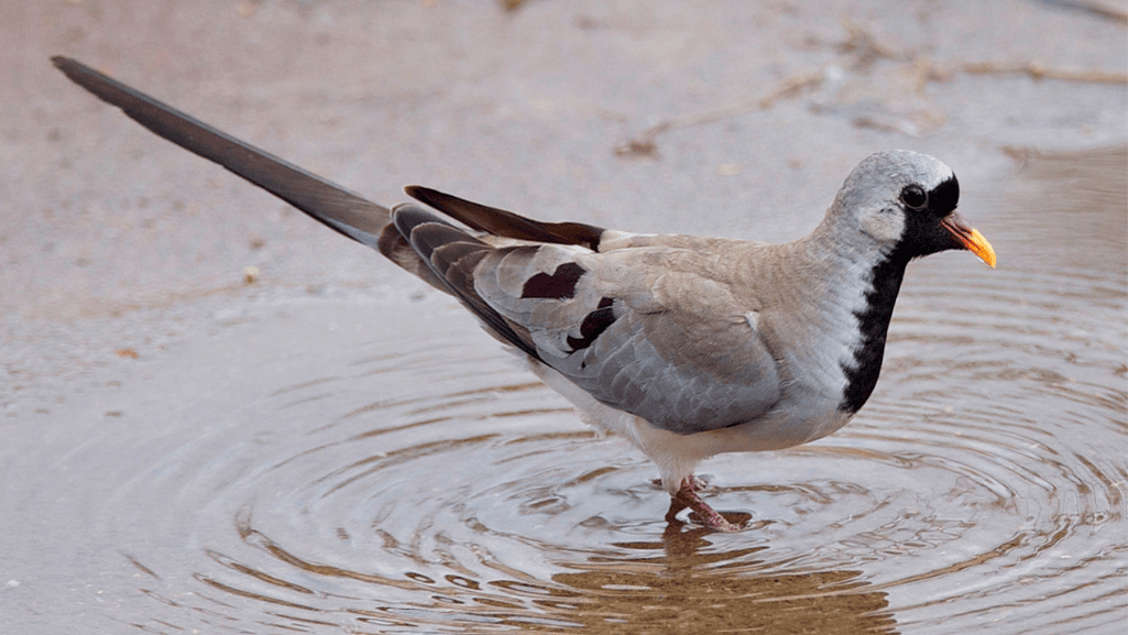 Namaqua Dove