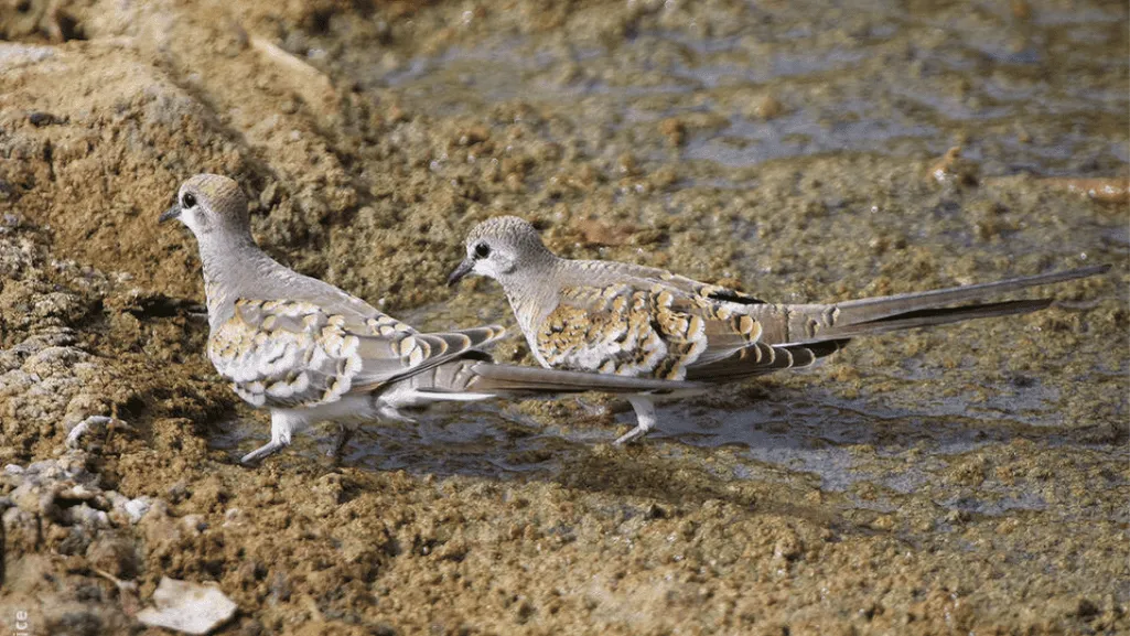 Namaqua Dove
