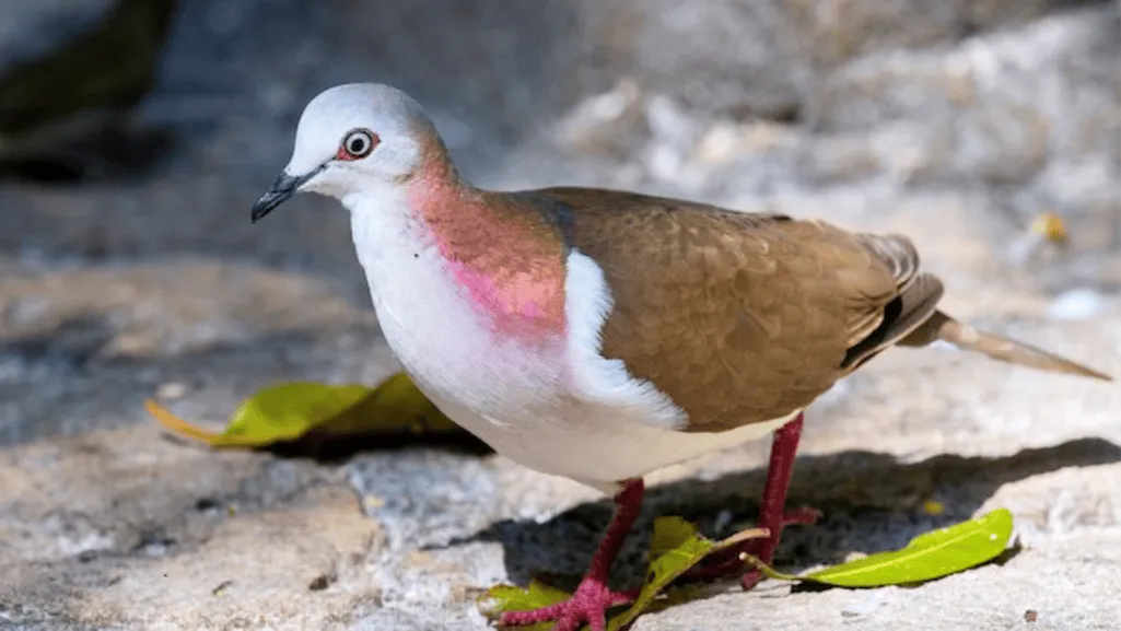 Observing Caribbean Dove Behavior