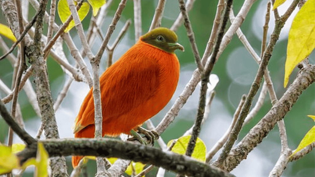 Orange Dove Meaning in Contemporary Design