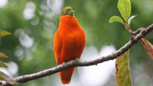 Orange Dove Symbolism