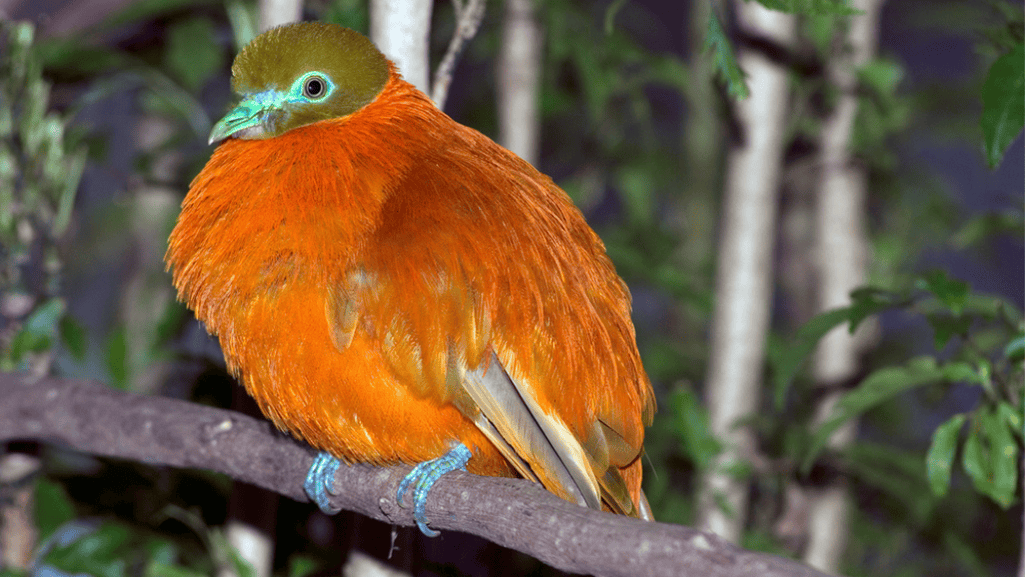 Orange Dove Symbolism and its Effect on the Viewer