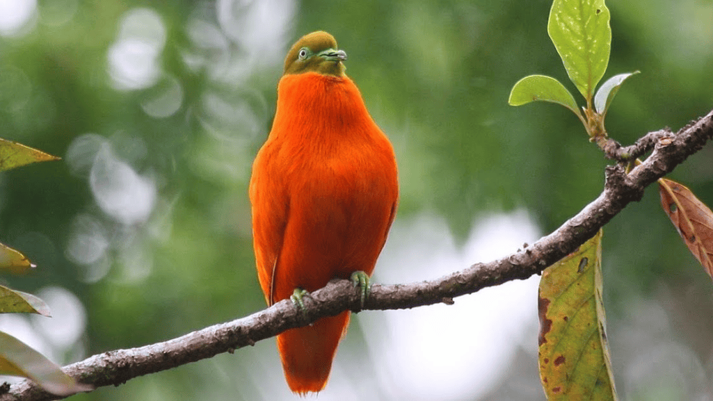 Orange Dove Symbolism