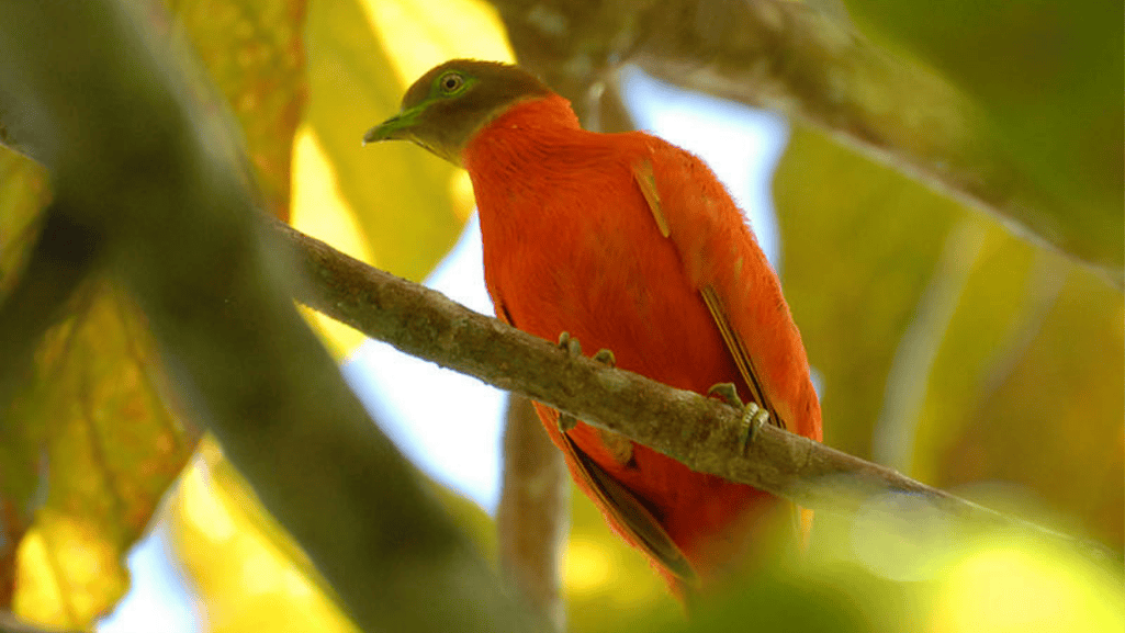Orange Dove symbolism