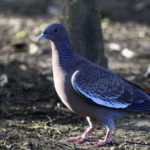 Picazuro Pigeon