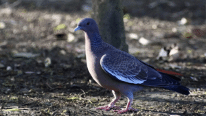 Picazuro Pigeon