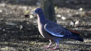 Picazuro Pigeon