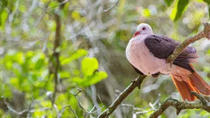Pink Pigeons