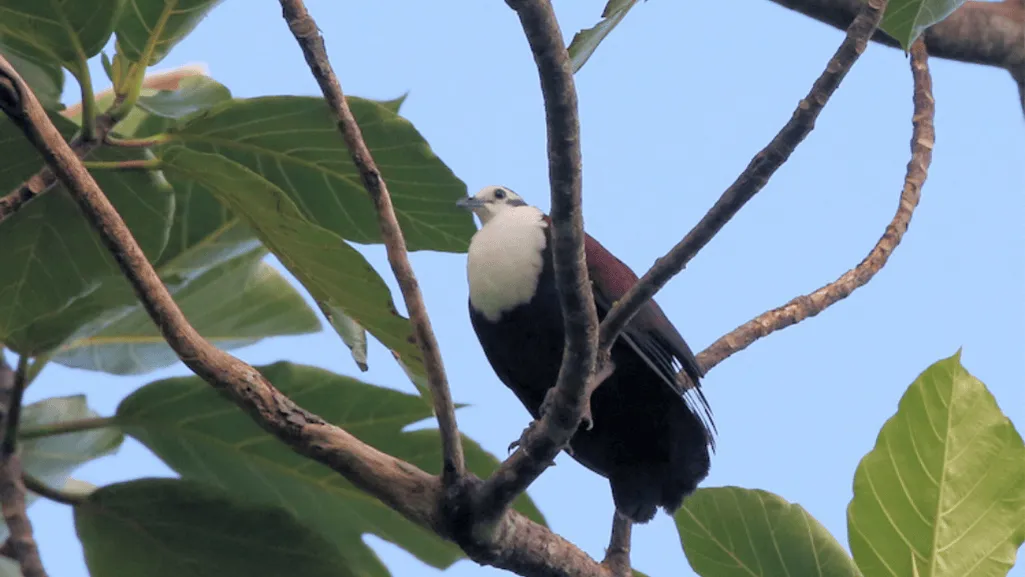 Principal Habitats and Distribution