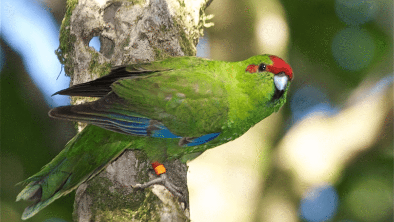 Red Crowned Parakeet